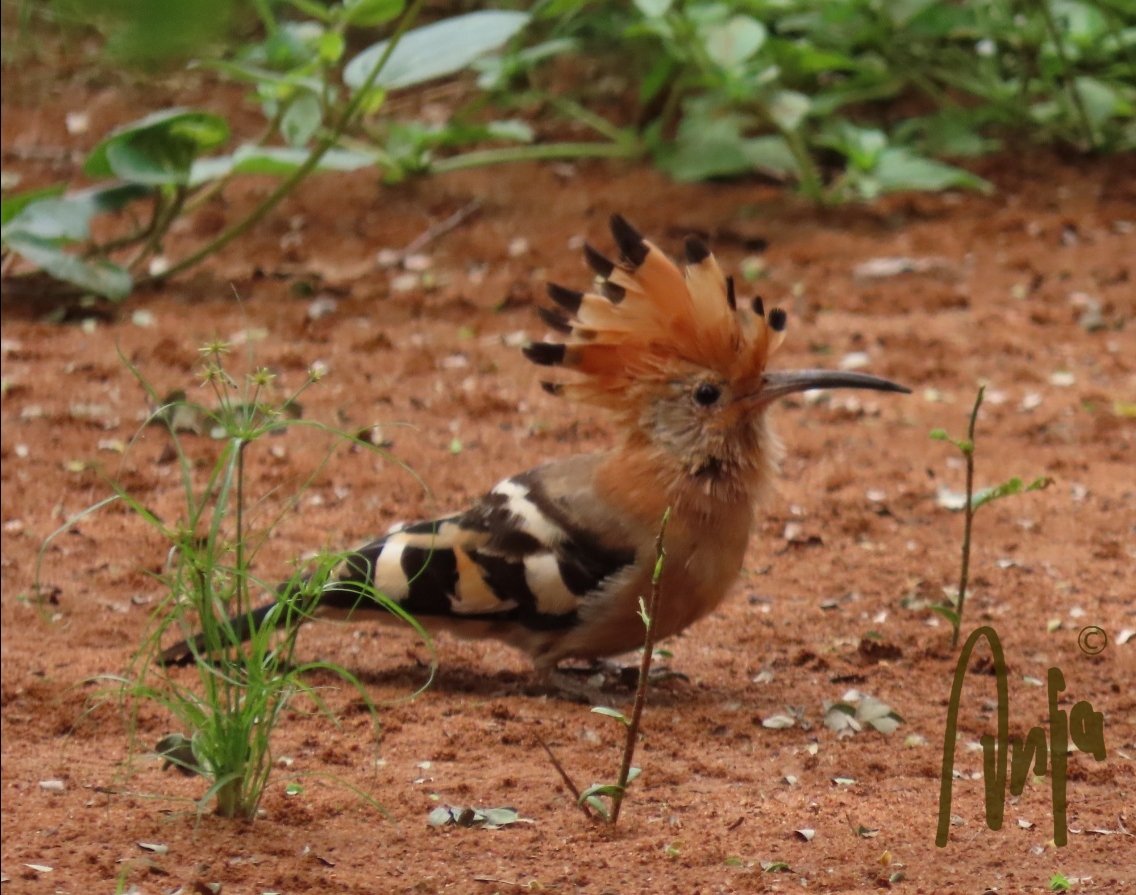 AnjaBSch's tweet photo. #Beautiful #Botswana 🇧🇼 #Francistown
Until now I only saw these birds from far away but now this #Hoopoo has decided to live in our garden. 
#MondayMotivation #BirdsSeenIn2021 #nature #photography #wildlife #goedemorgen #vogels
#MagicalBotswana #ILoveBotswana #BotswanaTourism https://t.co/5X3nUJbs5E