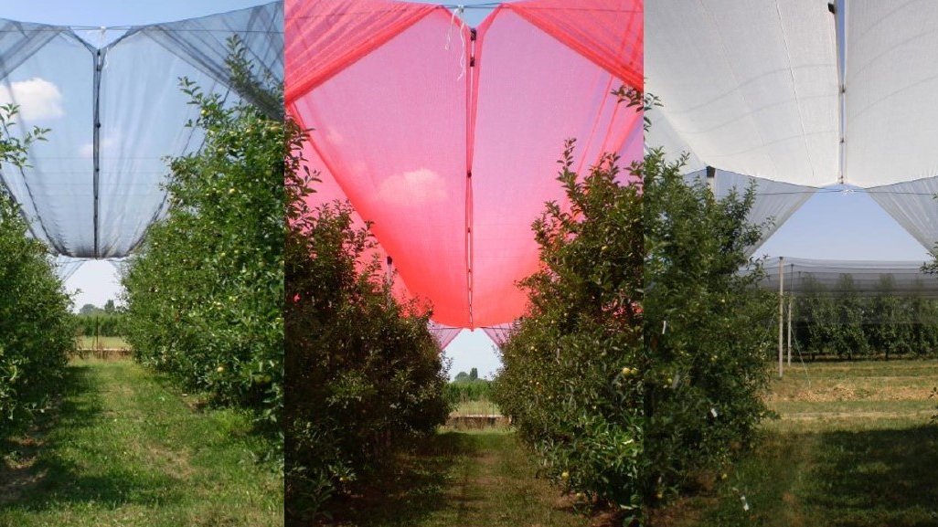 <a href="/ecopomlab/">ECOPOM</a> 
New paper out! #Shade nets + #water limitations in #apple #orchards >>> #sustainable production in #Mediterranean area. 50% less light and low irrigation keep efficient #tree #physiology, give satisfying #yields and improve #fruit #quality.
doi.org/10.3390/agrono…