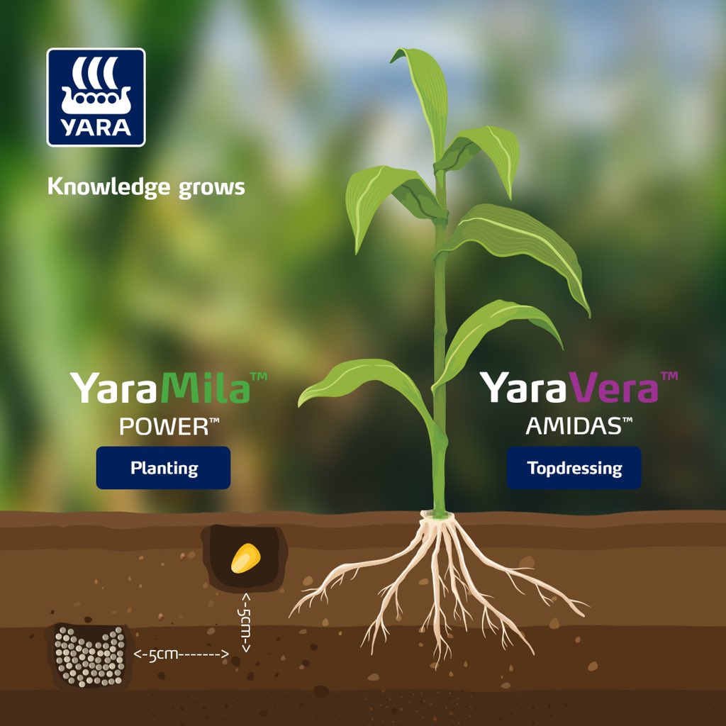 rodgers_kirwa's tweet photo. Not just fertilizer ,#Yara fertilizer is a super brand #fertilizer, the most preferred non acidifying fertilizer.

Katika upanzi wa mahindi, anza na yaramila power, kisha yaravita crop boost alafu maliza na yaravera amidas kwa mazao poa.

#AgribusinessTalk254 #MboleaNiYara https://t.co/ureBarmZoN