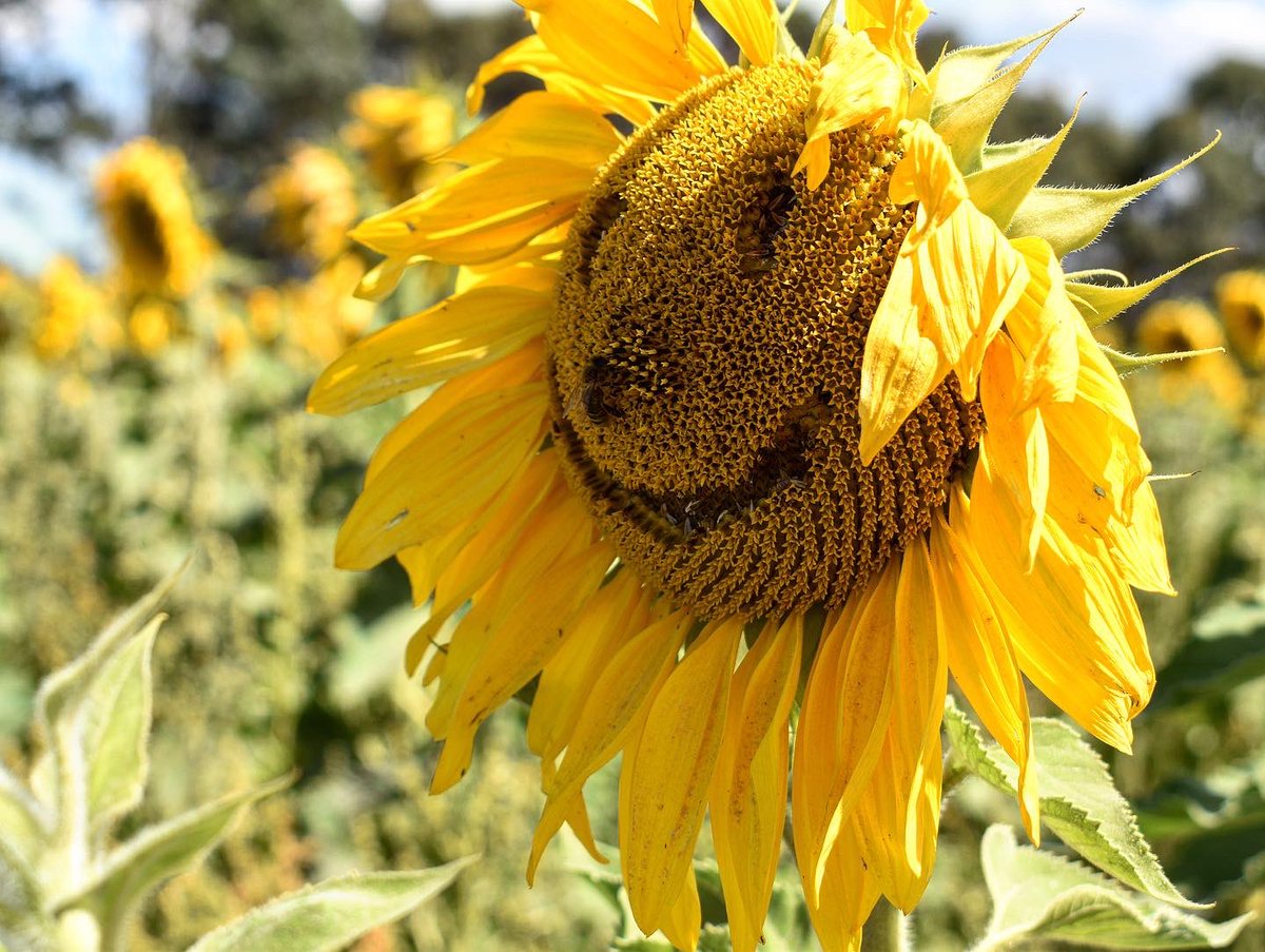 ashlyne_mcinnes's tweet photo. #PickYourOwnSunflowers was so beautiful on Sunday 😍🌻 #centralvic #ballarat https://t.co/Y1H65IAAWA