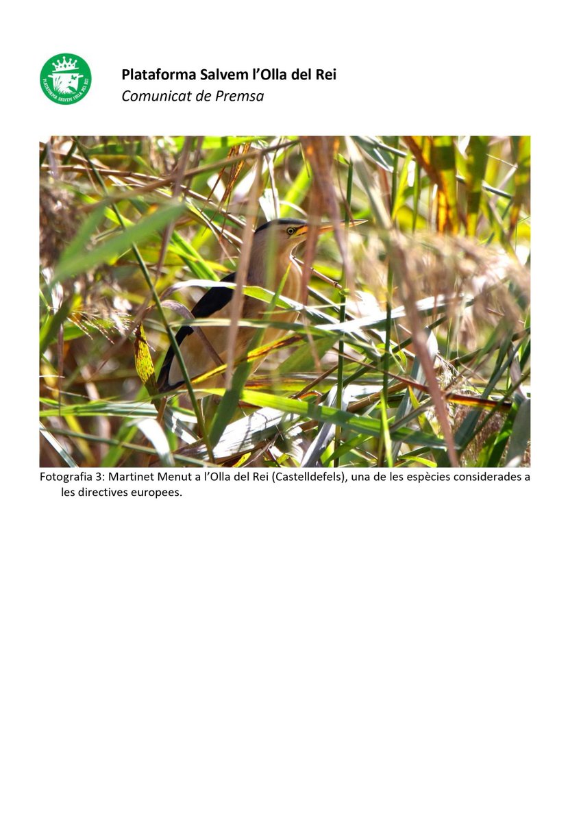 Salvem l'Olla del Rei tweet media