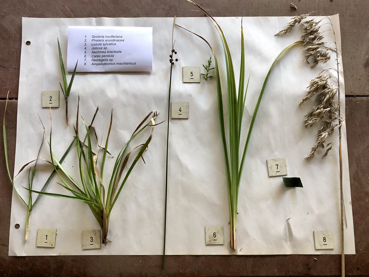 Tonight’s course will introduce ‘The Mighty’ Poales - here’s the material that’s been collected together in readiness for this foray into the order with <a href="/CUBG_curators/">CUBG_curators</a> &amp; myself