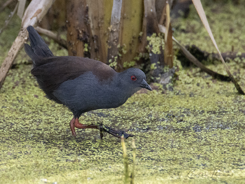 Louthesciwriter's tweet image. Normally I only find crakeless spots, but not yesterday. Yesterday was #crake day. Not one, not two, not three, but four spotless crakes/pūweto (Porzana tabuensis) came out to feed in the pond at #Pauatahanui. A new bird for my life list.
#nzbirds #birdwatching #nature #birdtonic