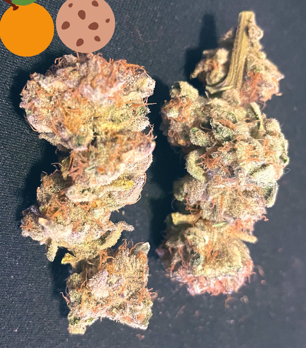 GeneticsSd's tweet photo. The Mandarin Cookies and Grape Pie after a S-L-O-W 45-55 degree hang dry for 10 days with a RH of 50-60% at all times. Trust when I say their nose  is as good as their looks!
#EthosGenetics 

Wanna smoke1? https://t.co/vRuV2RRl2X