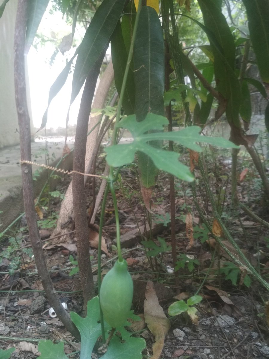 10sunshinegal's tweet photo. #KitchenGarden #garden2table. #IvyGourd has taken over our backyard since last July without us consciously planting it. Thankfully we like eating it! A good harvest (a.k.a. scarlet gourd/in Tamil: kovakka)
#spring #harvest
+ve side effects of kitchen scraps in garden https://t.co/yGSrZF588n