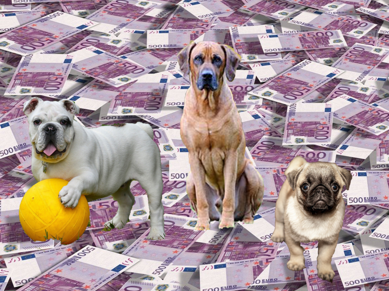 Hondenbelasting in Capelle - "als College niet zelf komt zal <a href="/CapelseVVD/">Capelse VVD</a> het initiatief nemen" zei raadslid <a href="/JeroenKolster/">Jeroen Kolster</a> in IJssel-nieuws.
Artikel bit.ly/2ZXEMs7