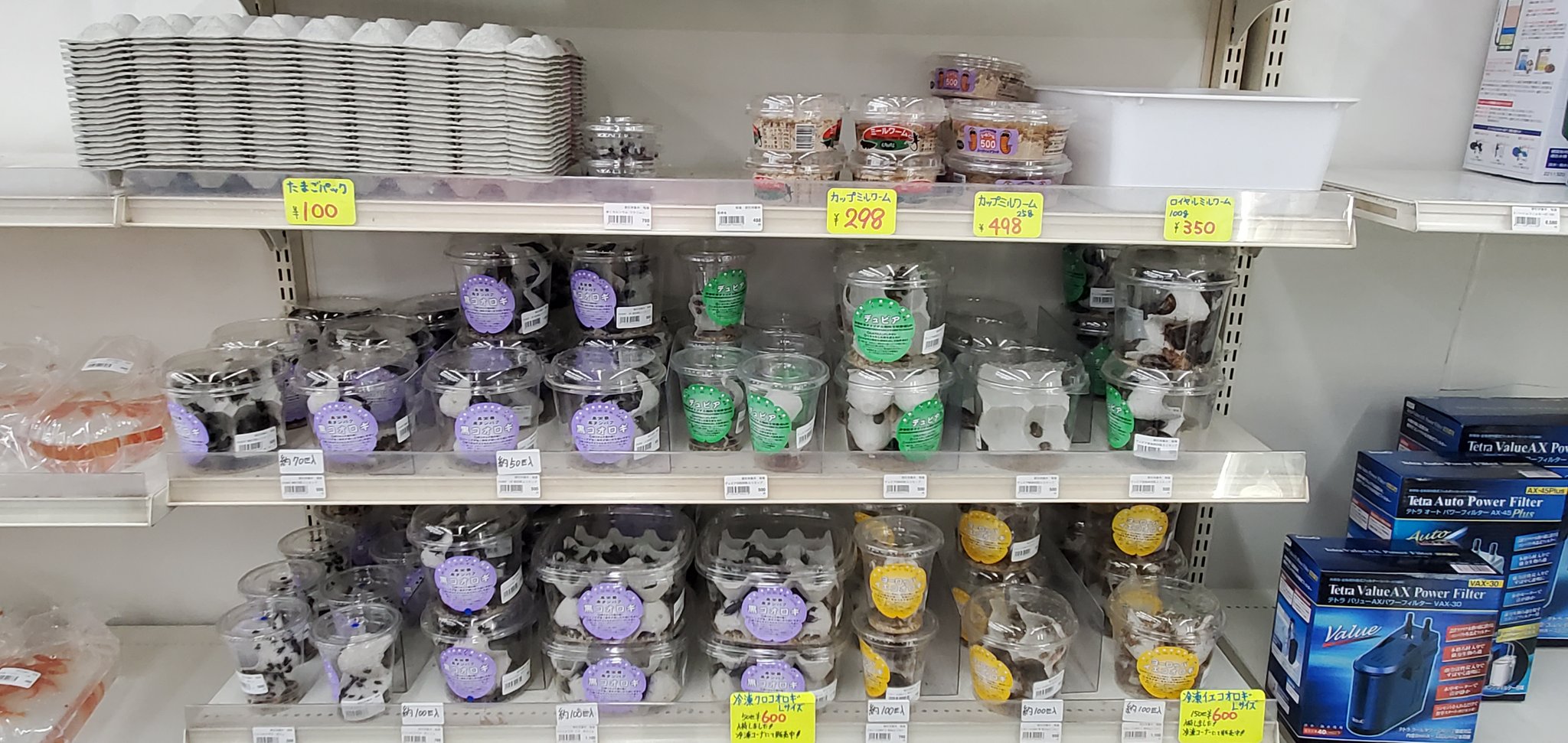 かねだい 海老名店 コオロギ デュビア各種入荷しております 巨峰虫のみ欠品しております T Co Iqr7w4oexx Twitter