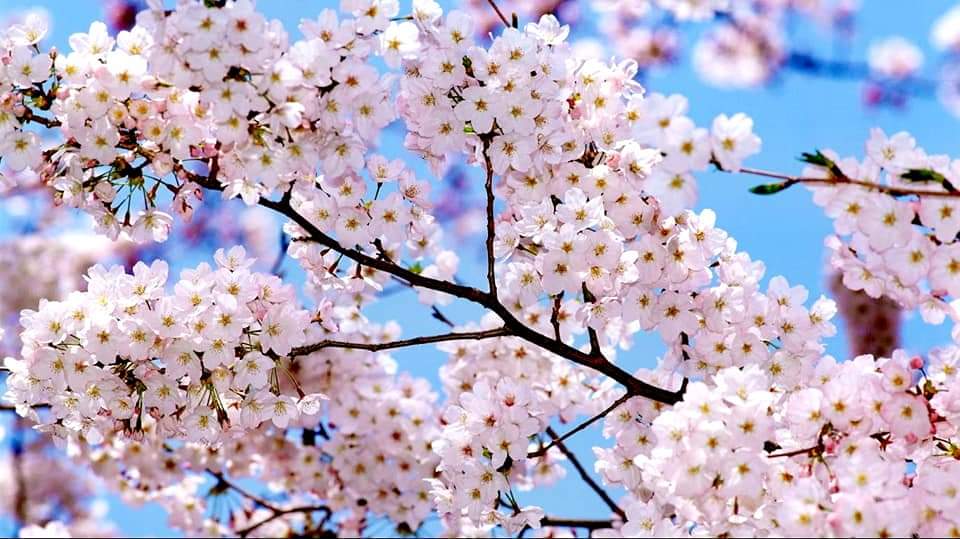 Обои на рабочий стол цветущая. Сакура гуллари. Цветущее дерево. Весеннее дерево. Цветущие деревья весной.