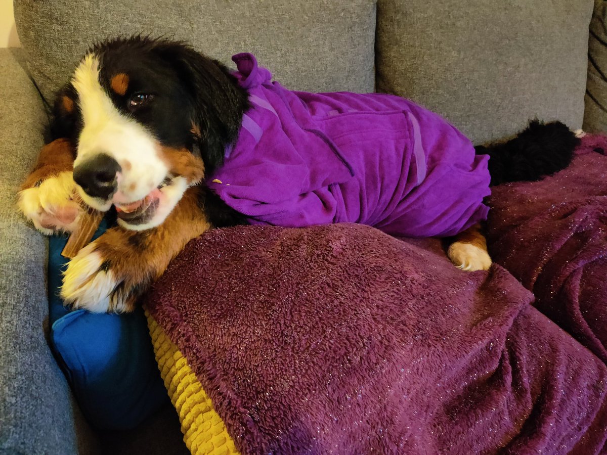mack_world's tweet photo. Mum thinks purple suits me.... 🤔🤔 The only good thing about having to shower is the @whimzeesuk treat afterwards! ☺️#puppylove #puppy #happydog #bernersennen #whimzee #mackworld #bernesemountaindog https://t.co/ORpSfz8wvd