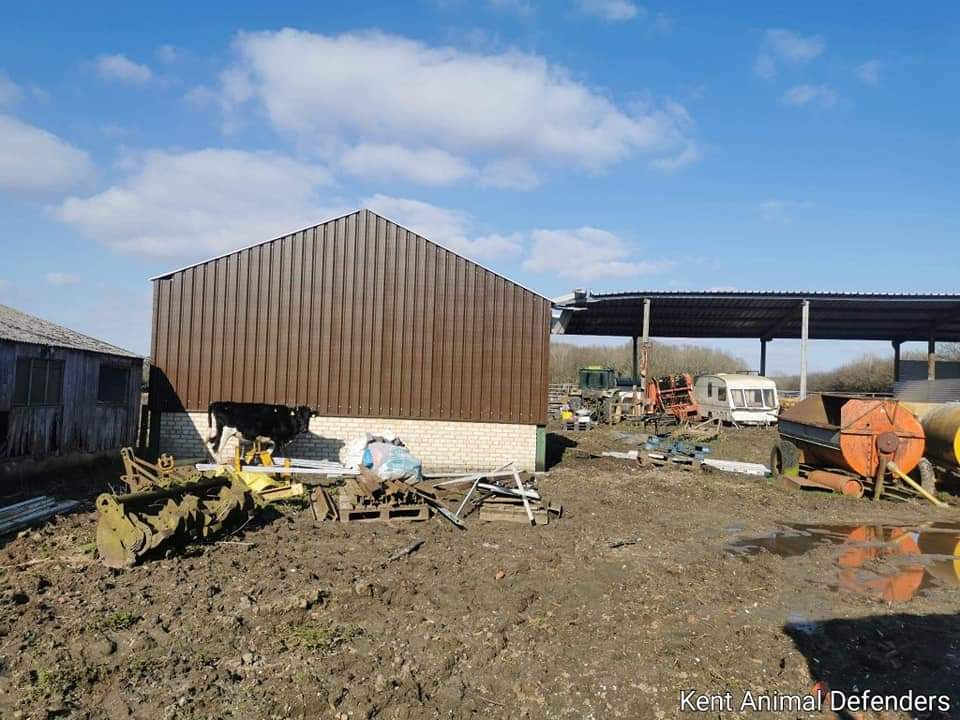 Same shit different day! Oaks farm, Halstead. <a href="/DefraGovUK/">Defra UK</a> <a href="/APHAgovuk/">APHA</a> <a href="/RSPCA_official/">RSPCA (England & Wales)</a> didnt you attend this hell hole? Why are we finding animals with no feed and no water? SHUT IT DOWN! <a href="/BBCNews/">BBC News (UK)</a> <a href="/yvette_austinTV/">Yvette Austin</a> <a href="/JournoJane/">Jane Dalton</a> <a href="/Kent_Online/">KentOnline</a> <a href="/PeterEgan6/">Peter Egan</a> <a href="/animal_leaks/">AnimalLeaks 🌐</a> <a href="/AnimalAid/">Animal Aid</a> #cruel