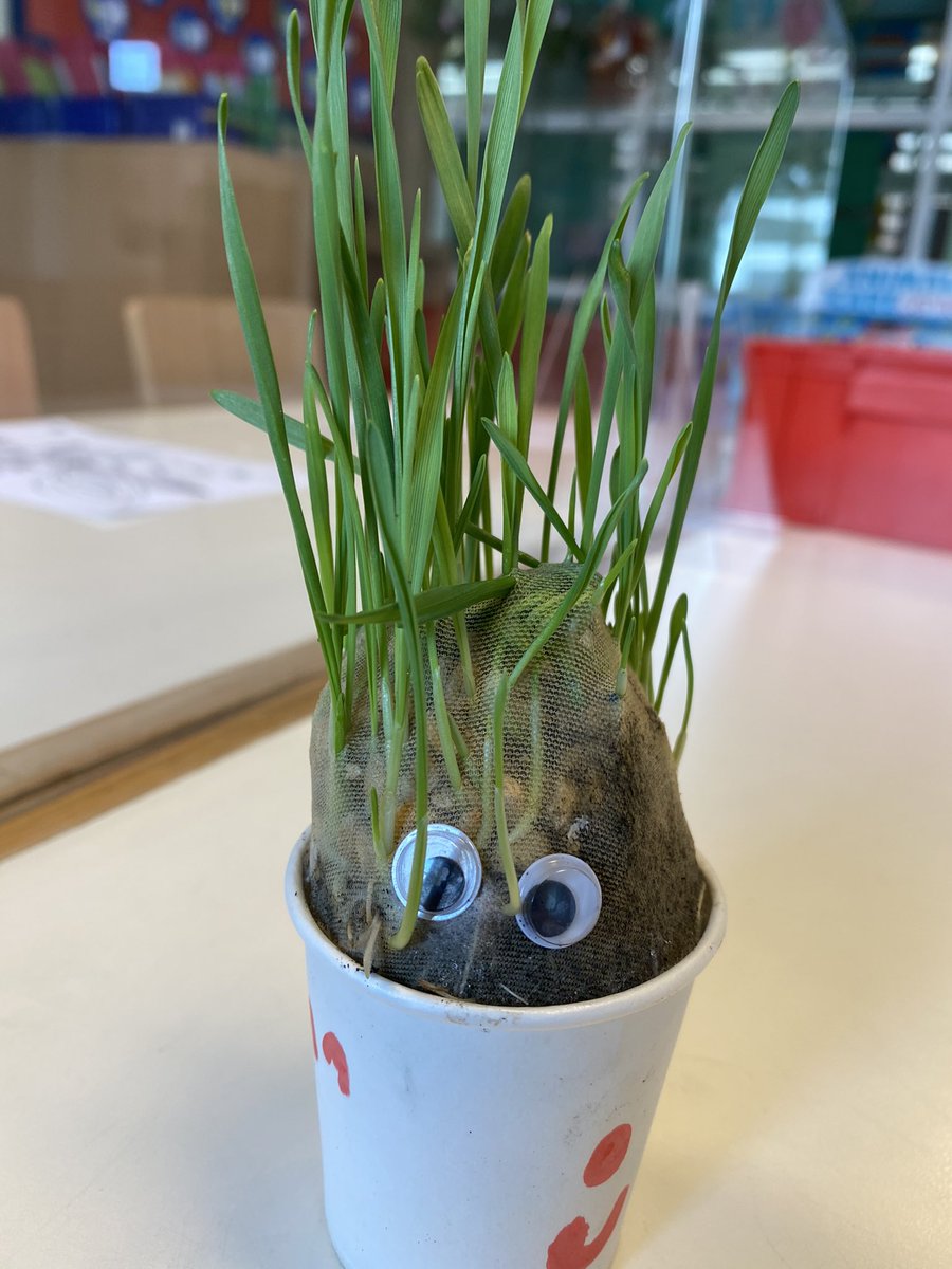 classflipper's tweet image. Year 1 are very excited to see our grass heads growing after the weekend.
