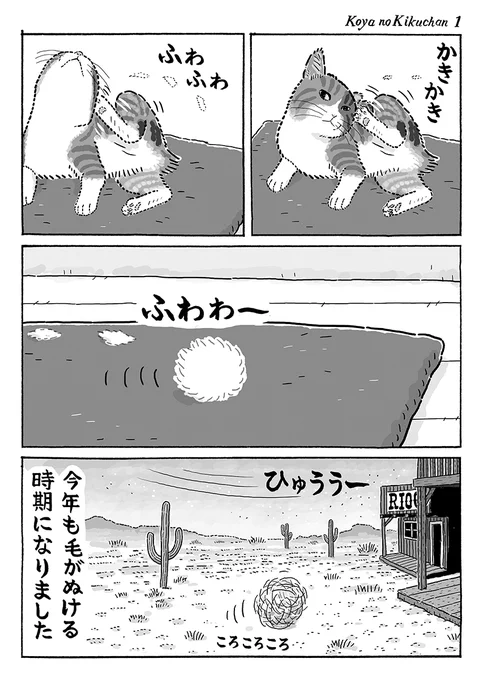 2ページ猫漫画「荒野の菊ちゃん」#猫の菊ちゃん 