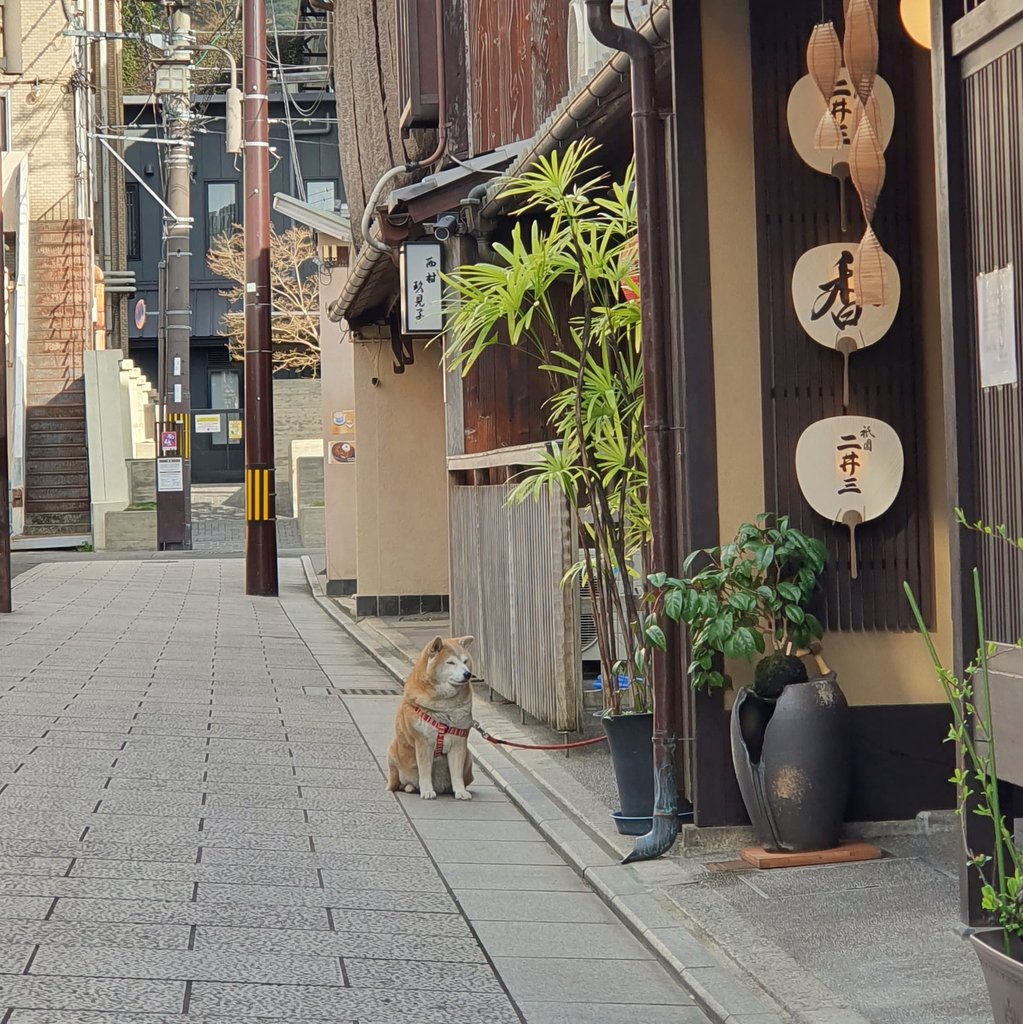 tadao_undo's tweet image. ยืนรอเจ้าของหน้าร้านด้วยแอตติจูดแบบเหน่ยด้วยอ้วงด้วย อยากกลับบ้านแล้ว ซื้อของเสร็จยังอ่ะมะนุด🐶