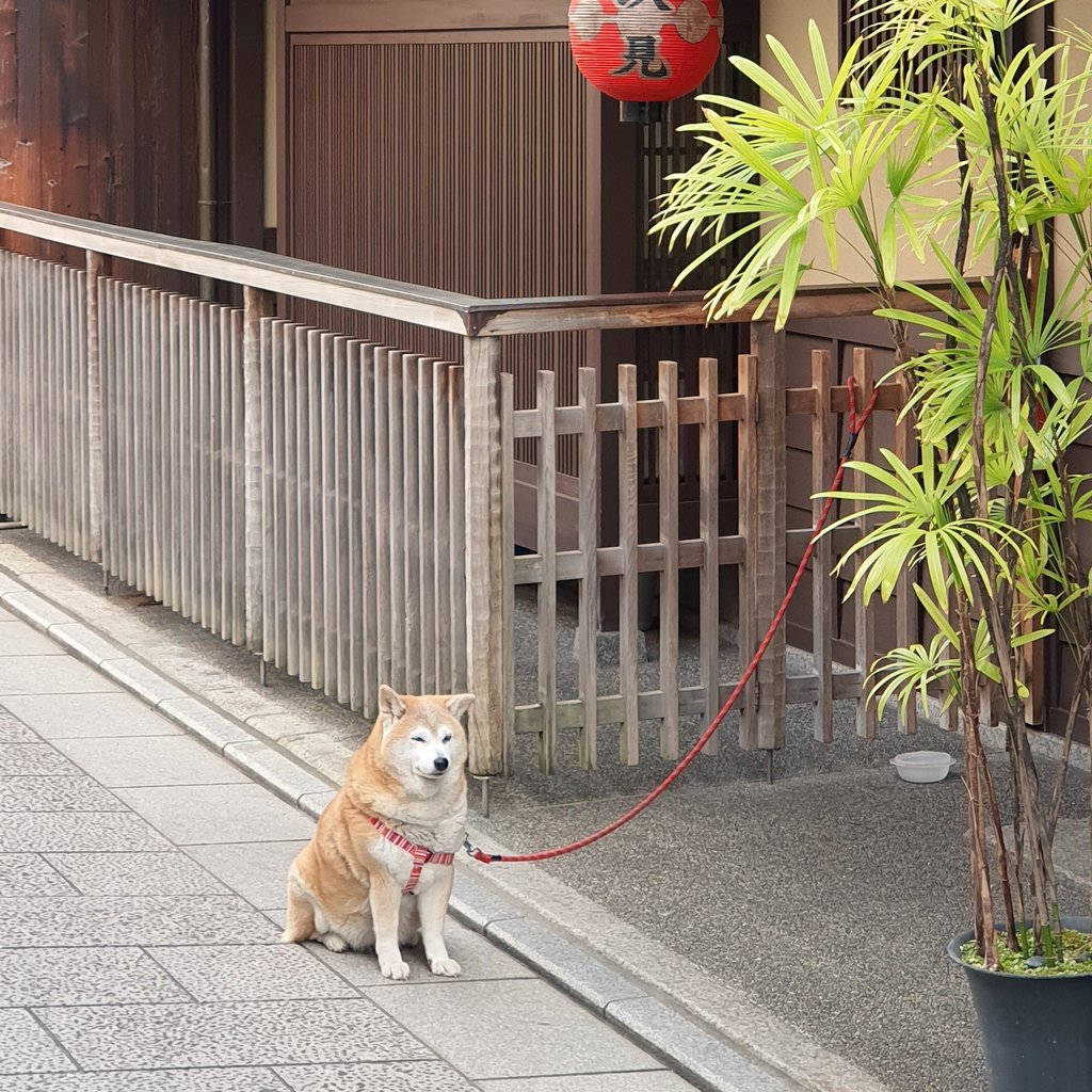 tadao_undo's tweet image. ยืนรอเจ้าของหน้าร้านด้วยแอตติจูดแบบเหน่ยด้วยอ้วงด้วย อยากกลับบ้านแล้ว ซื้อของเสร็จยังอ่ะมะนุด🐶