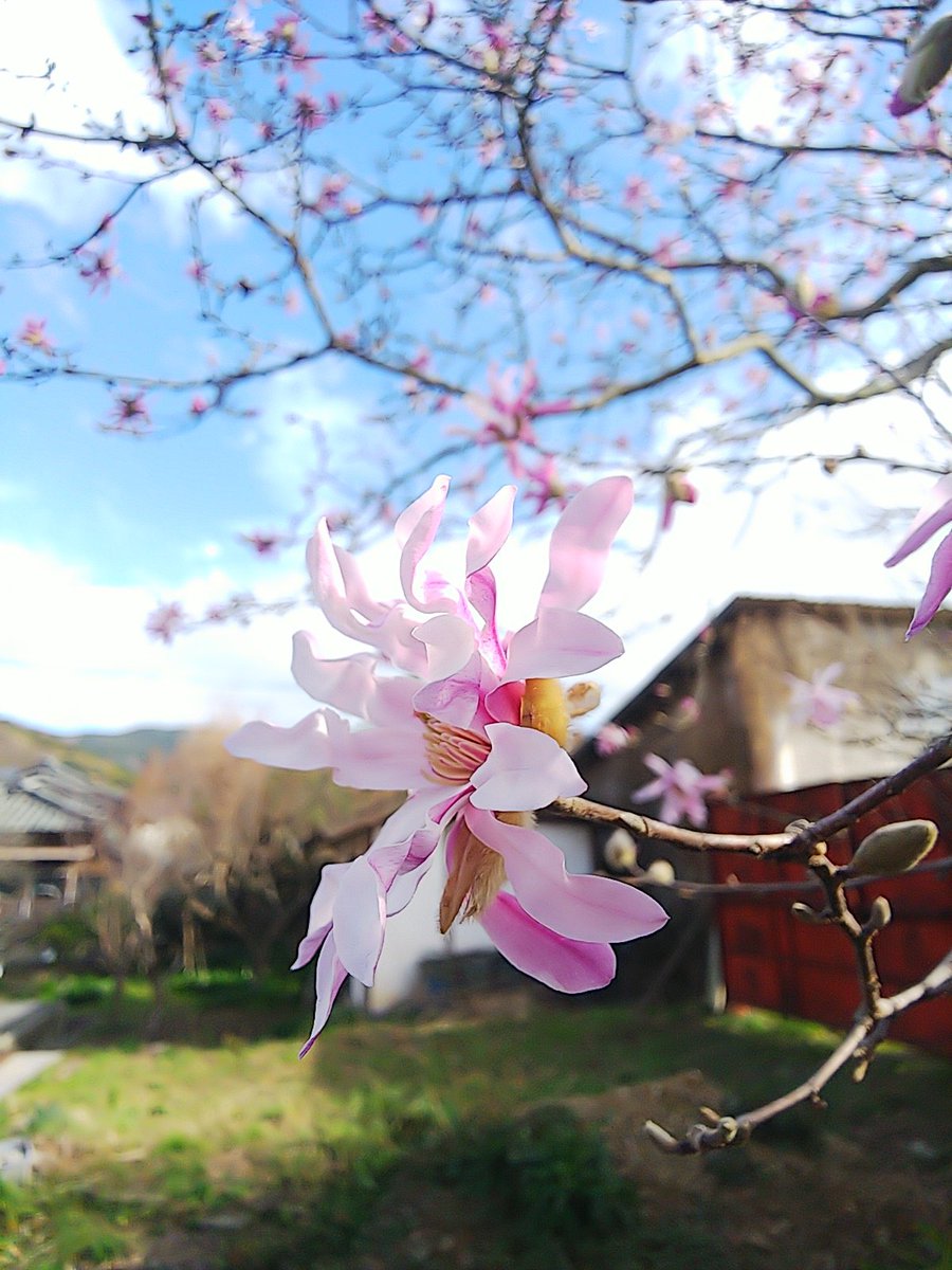 四手辛夷 四手辛夷