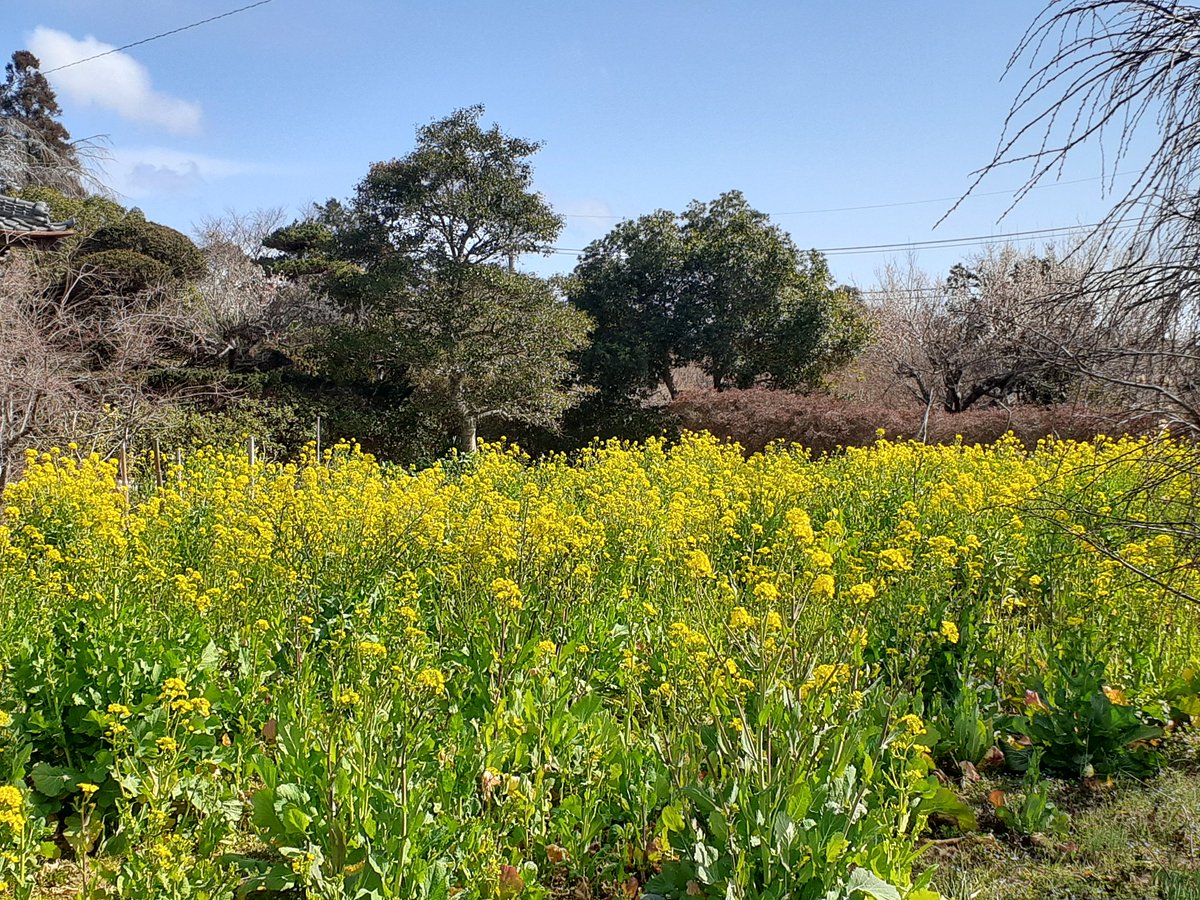 養老渓谷観光協会 石神 菜の花畑 の菜の花はまだまだ先なんですが 道路沿いや養老渓谷駅周辺の菜の花は開花してきています 石神菜の花畑に関して 今年は当初の発芽が悪く 種の蒔き直しを行ったそうで 例年より遅くなるそうです 養老渓谷 石神 養老渓谷観光協会 石神 菜の花畑 の菜の花はまだまだ先なんですが 道路沿いや養老渓谷駅周辺の菜の花は開花してきています 石神菜の花畑に関して 今年は当初の発芽が悪く 種の蒔き直しを行ったそうで 例年より遅くなるそうです 養老渓谷 石神