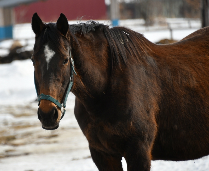 パカパカ工房 On Twitter 今日の午前中は十勝地区の牧場を見て回りました 1999年の函館3歳ステークス ｇ 優勝馬エンゼルカロ24歳 チアズグレイス シルクプリマドンナ ティコティコタックの世代 清水町のリトルブルーファームで引退名馬として余生を送ってい