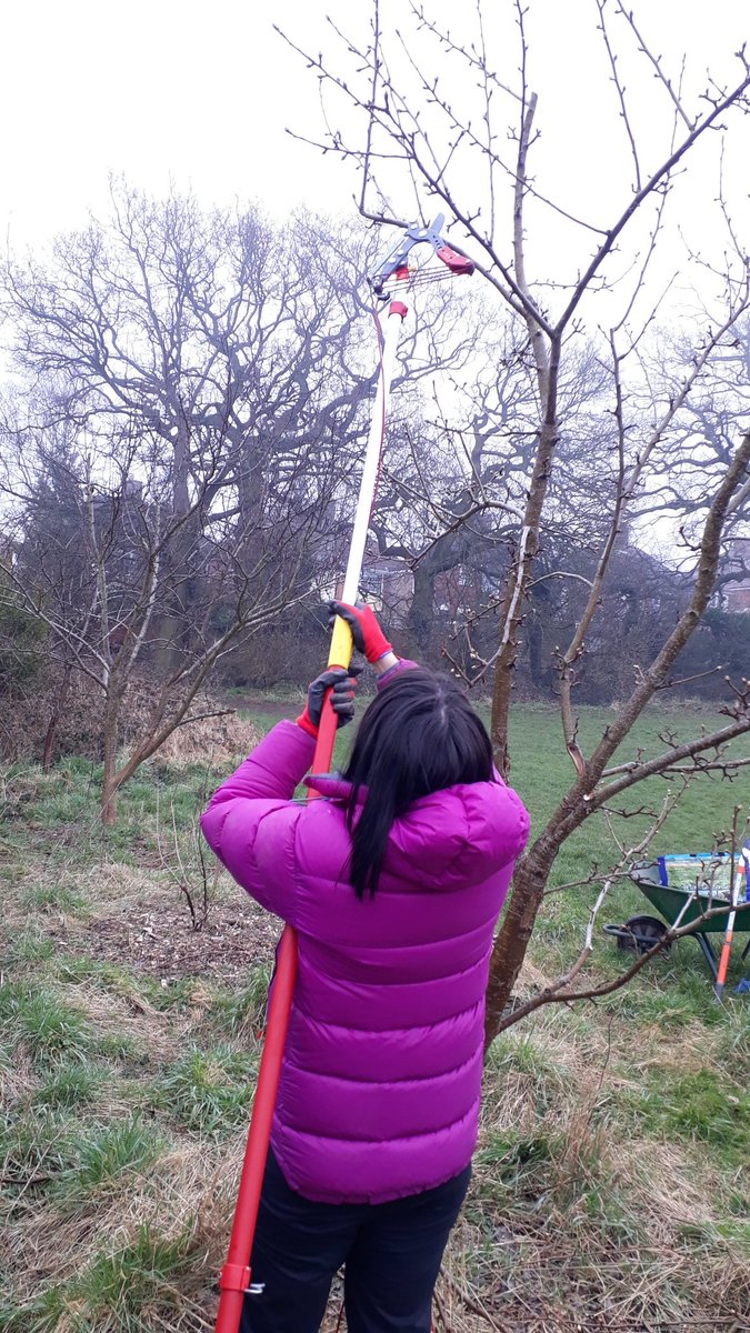 fruitnutvillage's tweet photo. Completion of the apple and pear pruning on #NewlandsRun #HazelwellPark and #BroadMeadowOrchard #TenAcres #Stirchley. Only three more sites left to prune before work begins on the #StoneFruit trees. https://t.co/FNjkU40d0h