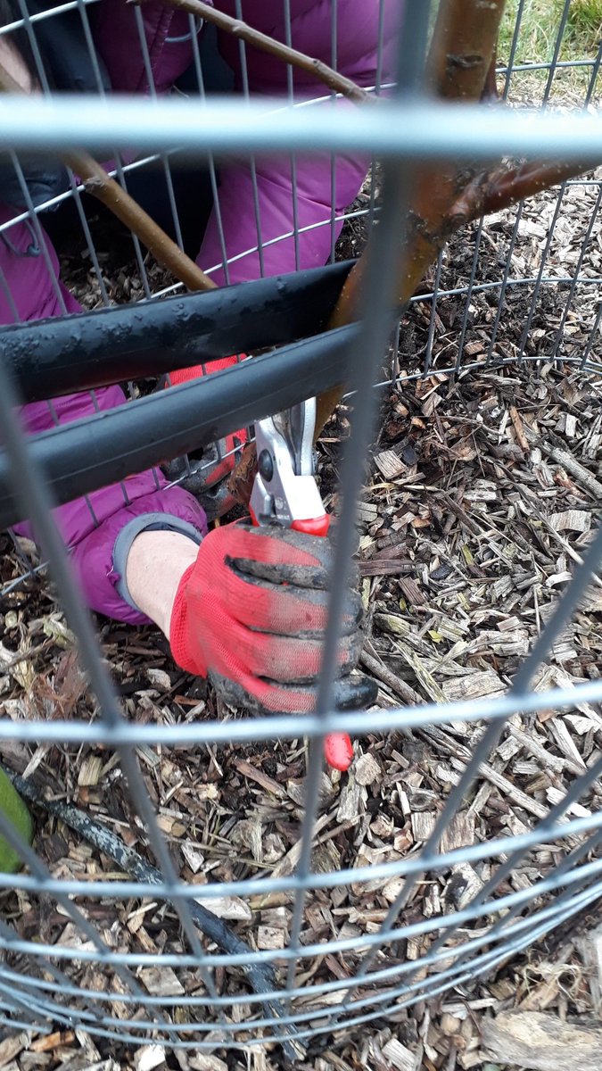 fruitnutvillage's tweet photo. Completion of the apple and pear pruning on #NewlandsRun #HazelwellPark and #BroadMeadowOrchard #TenAcres #Stirchley. Only three more sites left to prune before work begins on the #StoneFruit trees. https://t.co/FNjkU40d0h