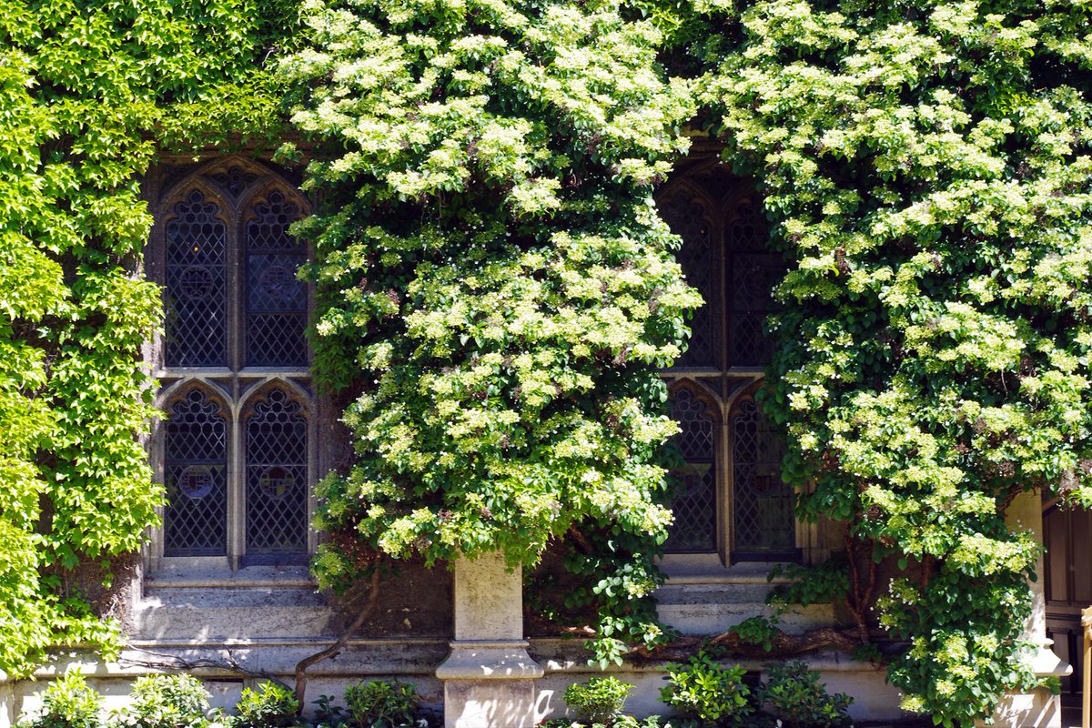 Oxford colleges (6): Lincoln