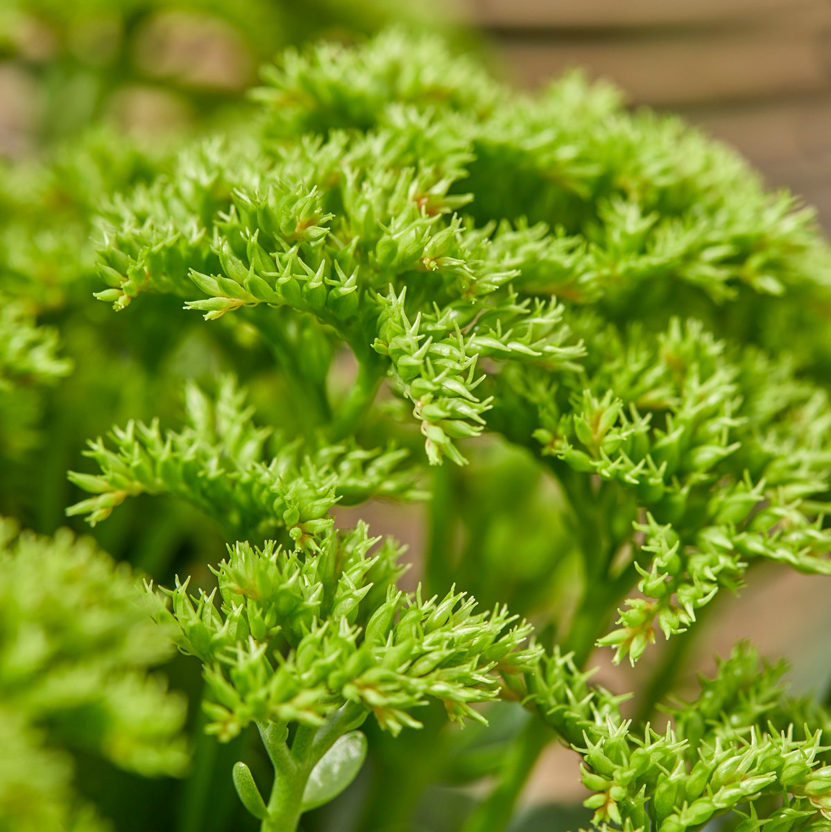 Happy New Month!✨
.
.
.
#AlwaysKalanchoe #Kalanchoe #woestijnroos #AltijdKleurrijk #altijdMakkelijk #alwayscolourful #easycare #AltijdGezellig #vetplant #vetplantmetbloemen #potbloeier
