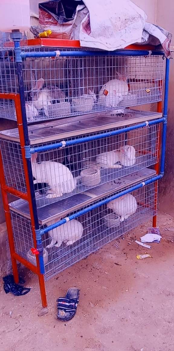 UgreenLab's tweet photo. THINGS TO GET READY BEFORE GOING INTO RABBIT BUSINESS!

It would be gross stupidity to begin a venture you know nothing or next to nothing about. If you can gain access to farmers who are already into rabbit farming, you will do well to understudy them. https://t.co/A0N0C2LkCz