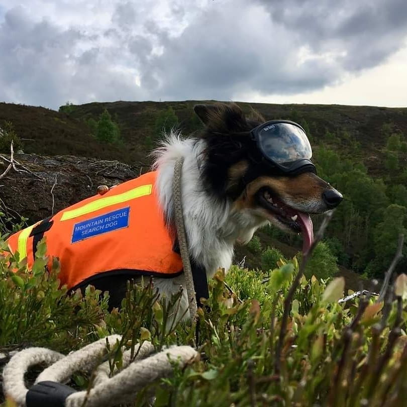 MRSearchDogsEng's tweet photo. HAPPY 5th BIRTHDAY SD SCOUT
During 2020, Scout committed a massive 359hrs to both his career in MRSDE and to @woodheadrescue

#colliesofinstagram
#K9mountainrescue #searchdogs #mountainrescue #volunteers #PDMRO #thenoseknows https://t.co/VWbaCvva1G