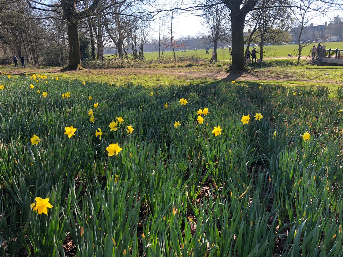 hammond_ic's tweet photo. Local daffodils have bloomed right on time to say... 

Dydd Gŵyl Dewi Hapus!  🏴󠁧󠁢󠁷󠁬󠁳󠁿
Happy St. David's Day! 🏴󠁧󠁢󠁷󠁬󠁳󠁿

#GwylDewi https://t.co/QYbkF9NPlE