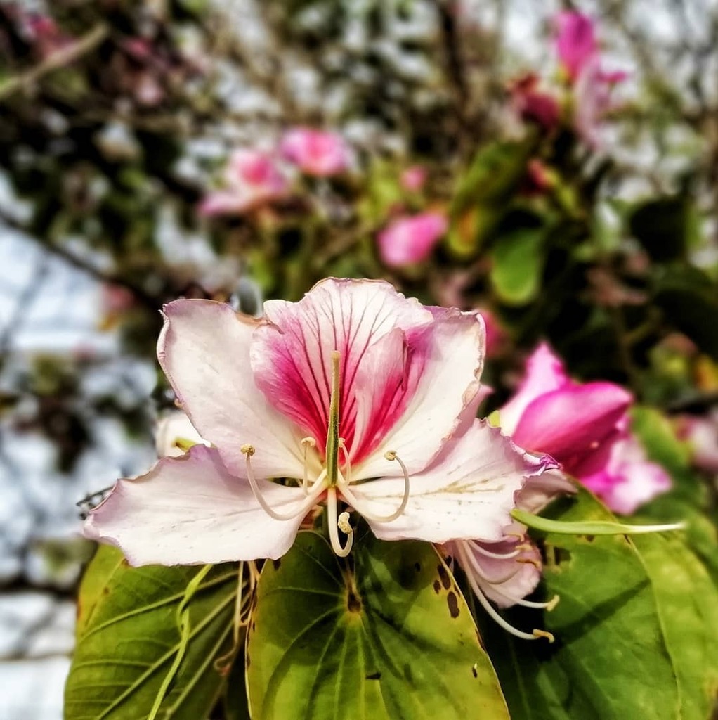aaronSramos's tweet photo. Tender age in bloom
.
.
.
.
.
#InstaGood #InstagramHub #IGdaily #InstaMood #InstaDaily #IgersOfTheDay #PhotoOfTheDay #IGmasters #all_shots #gcs #igers #GF_Daily #GF_Spain #IgersSpain #jj #Instagramers #IgersTenerife #CanariasViva #PicOfTheDay #GMY #webs… https://t.co/rr63RHrSFL https://t.co/C1dLbFGsu2