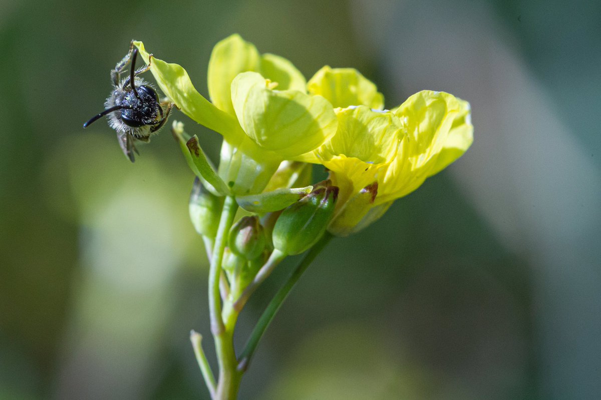 clavenatura's tweet photo. Cada vez nos acercamos más a la primavera, que ya empieza a asomar igual que este pequeño polinizador, poco a poco la floración se abre camino https://t.co/TQdhS4zDwq