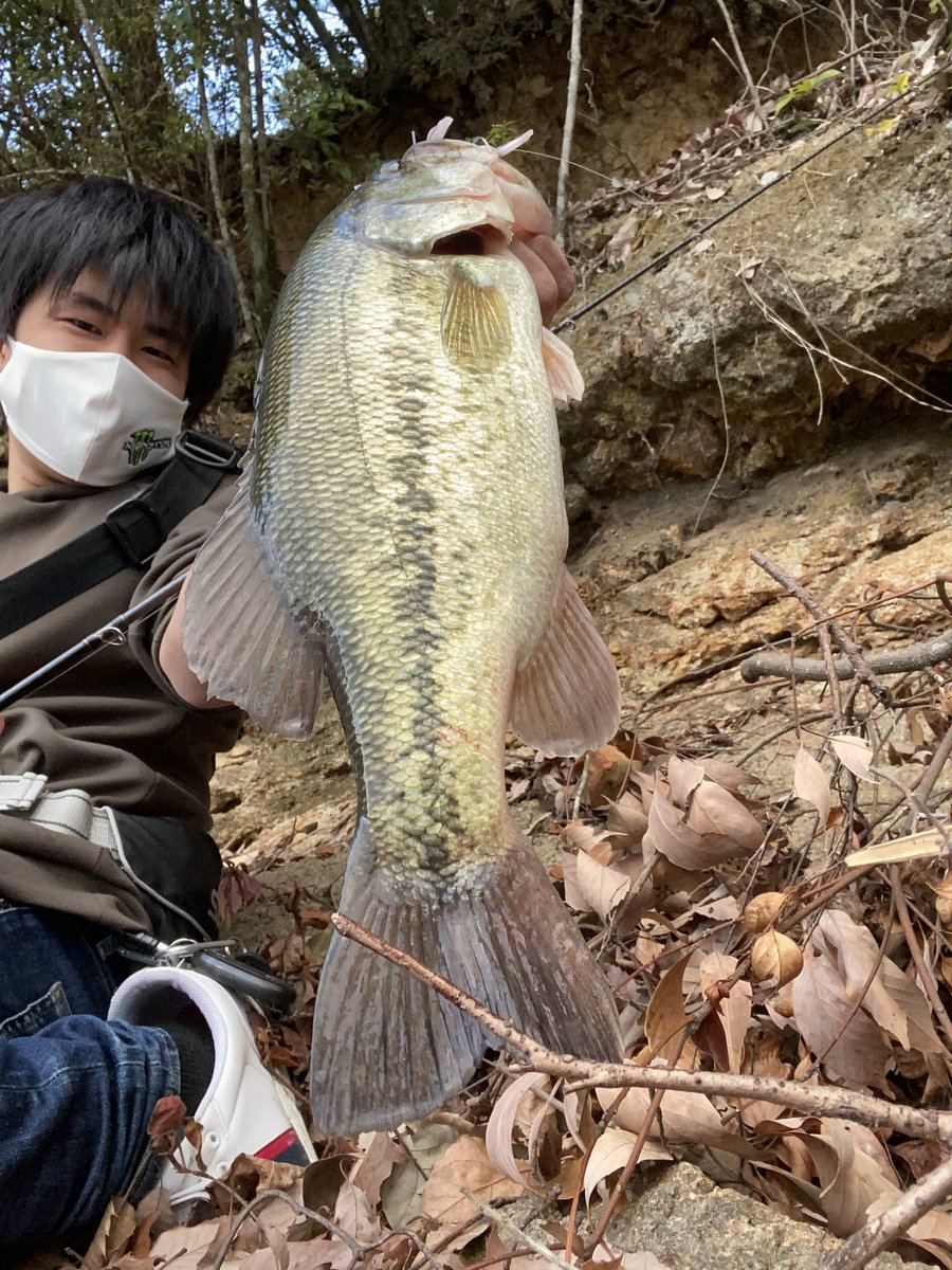 ビークロールスイマー ビークロールスイマー