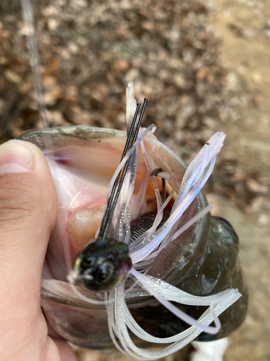 ビークロールスイマー ビークロールスイマー