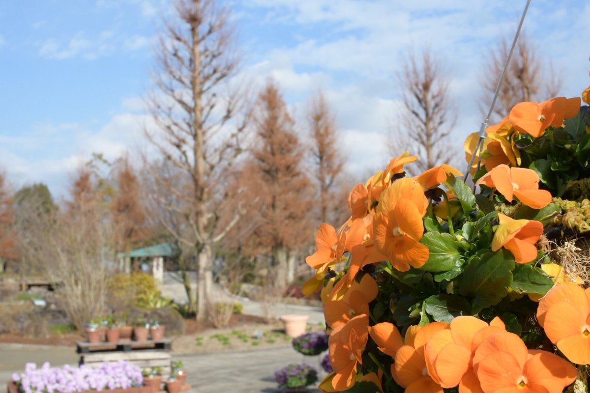 写真子 Mako Sp W 楽しい思い出 みずの森 滋賀 草津 しがトコ はなまっぷ Tlを花でいっぱいにしよう 花 花のある暮らし 花の写真 花のある生活 花の好きな人と繋がりたい ファインダー越しの私の世界 花言葉 メタセコイア