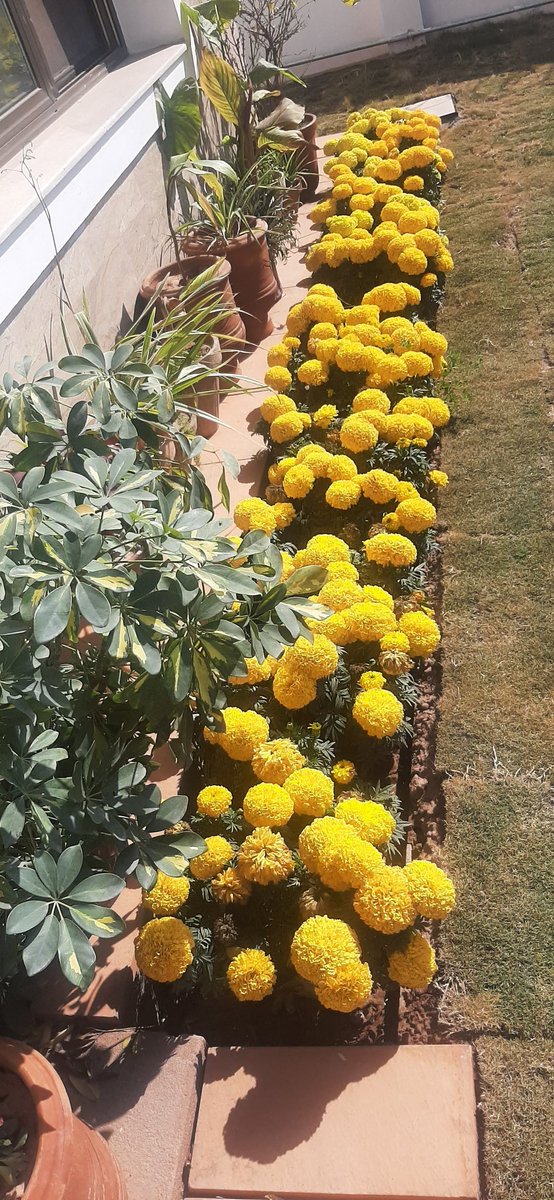 jasghar's tweet photo. #spring in #Islamabad
#springinIslamabad https://t.co/UIq65RfHWi