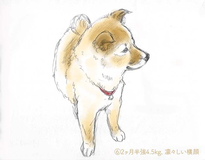 雑種犬のtwitterイラスト検索結果