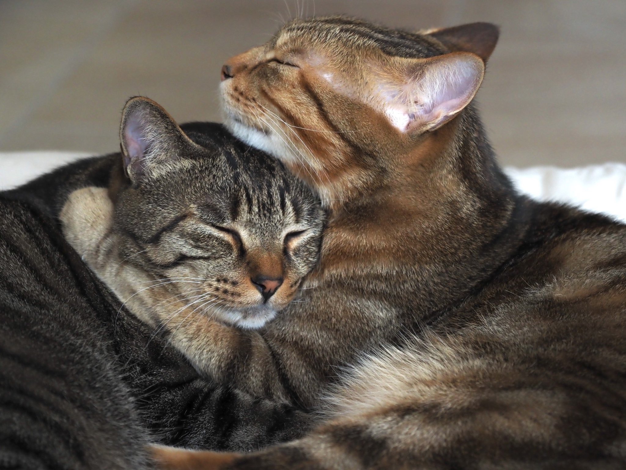 岩合光昭 クッションをタマが独り占めしていたので 同じものをトモに買った なのに新しい物好きなタマが トモのクッションに 迷惑そうなトモだが 結局許したようだ 日が暮れても一緒にいた そうか タマが好きなのは 新しい物ではなくトモなんだね