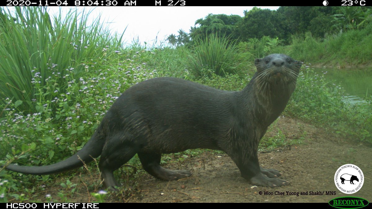 Smooth-coated otter along the Kuala Selangor coastline where oil palm plantations situated adjacent to mangrove forests separated by man-made bund and canal with support from our partnership with Conservation International Asia-Pacific and MSIG. #PeopleNeedBiodiversity #MSIGxCIAP