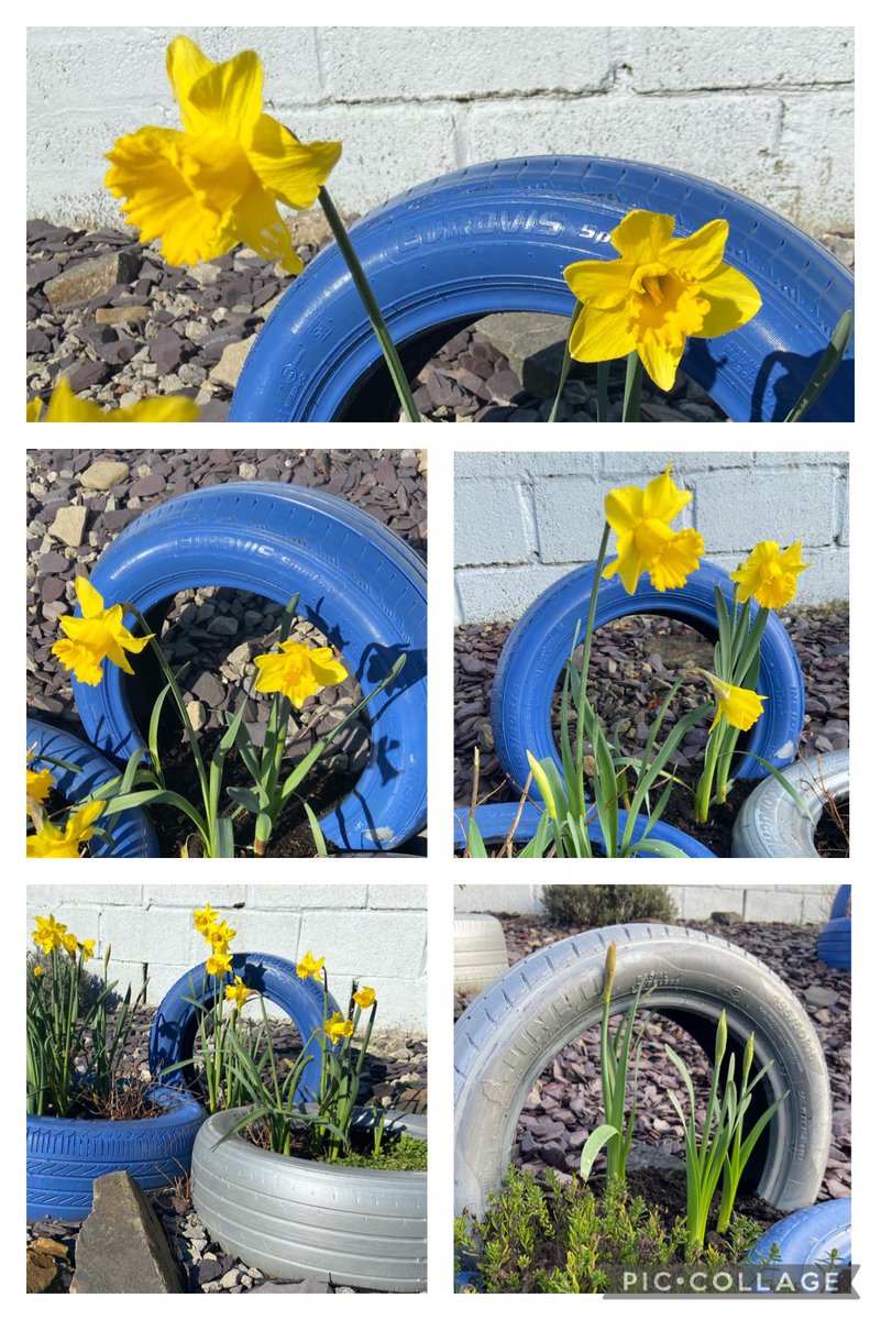 Happy St. David’s Day 🌼