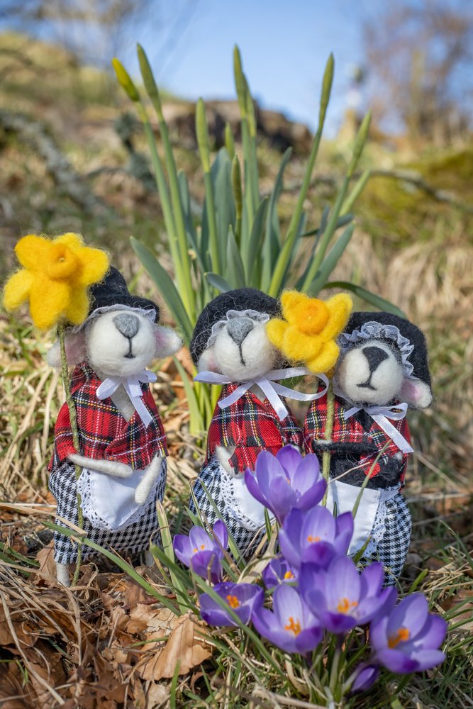 xSorchaLewisx's tweet photo. These little Welsh hill sheep are busy chewing on freshly baked Welsh cakes and enjoying the fact it's a special day. "Dydd GΕ΅yl Dewi Hapus." π΄σ §σ ’σ ·σ ¬σ ³σ Ώπ΄σ §σ ’σ ·σ ¬σ ³σ Ώπ΄σ §σ ’σ ·σ ¬σ ³σ Ώ #wool #farmhousecraft #felting #elanvalley @TheElanValley https://t.co/hhkAcCc7DN