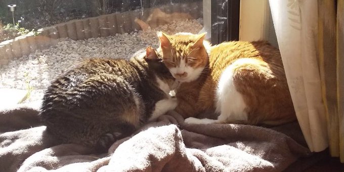 最近の若者を見るおじいちゃんの顔になってる猫さん 最近の若者を見るおじいちゃんの顔になってる猫さん