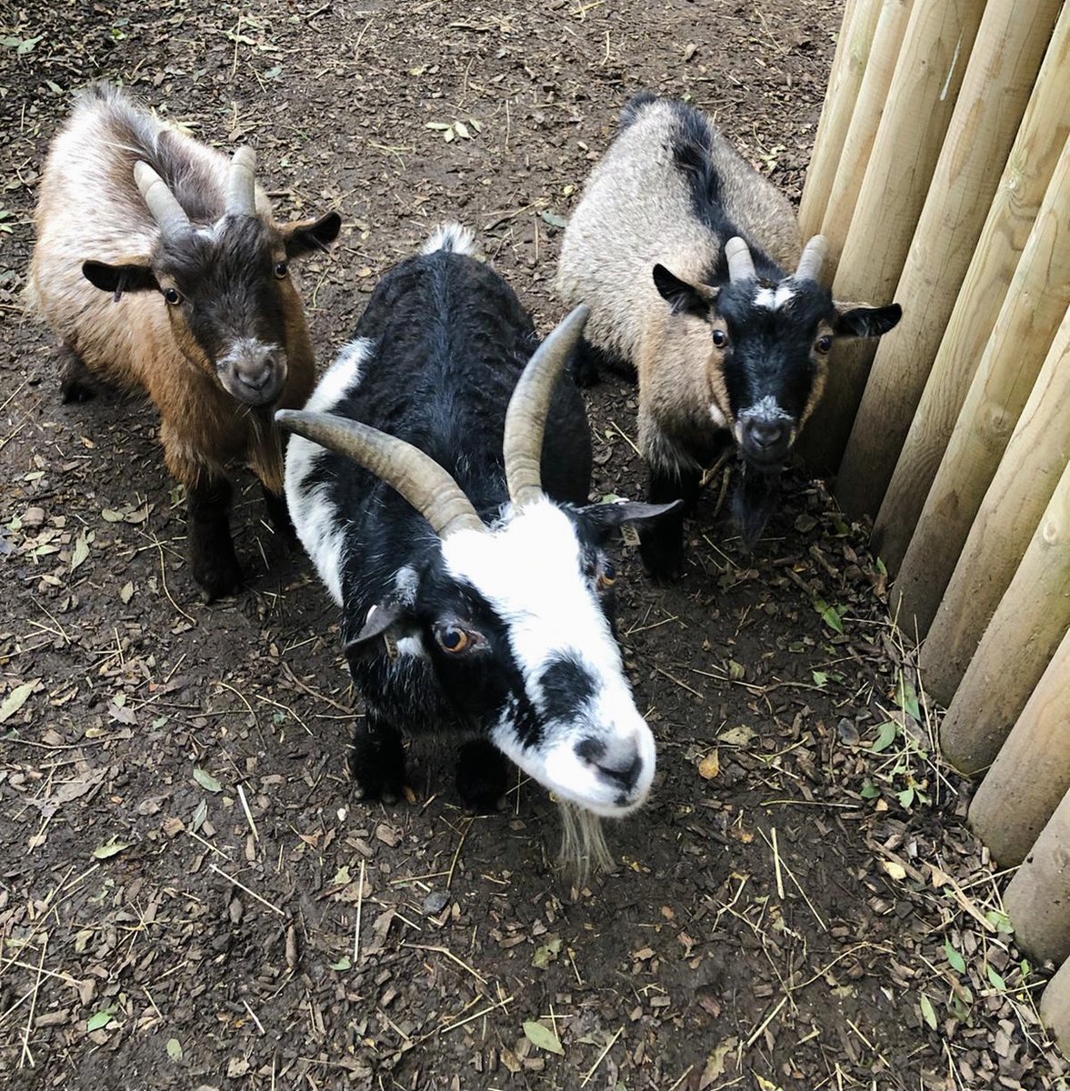 🎈Happy 4th Birthday Jean and Paul! 🎈
Today our cheeky twin boys turn 4. They are going to be celebrating with their mumma Bangles with treats and lots off trips to the school field.  

#birthday #africanpygmygoats #happybirthday #twins #jeanpaul #croydon #thingstodoincroydon
