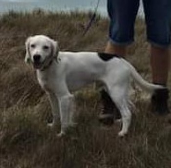 DoglostNSC's tweet photo. #LOST #DOG
PIPPA MISSING WITH CHEVY
#CockerSpaniel
#Missing from #Tilbrook #Cambridgeshire #PE28 on Sunday, 28th February 2021 https://t.co/DABObrXwbL @VetsGetScanning @DoglostUK @CambsRuralCops @CambsCopsSC @cambsfrs @BBCCambs @Cambslive @Huntingdon_Race @huntingdonrugby https://t.co/6MiUTHafhL