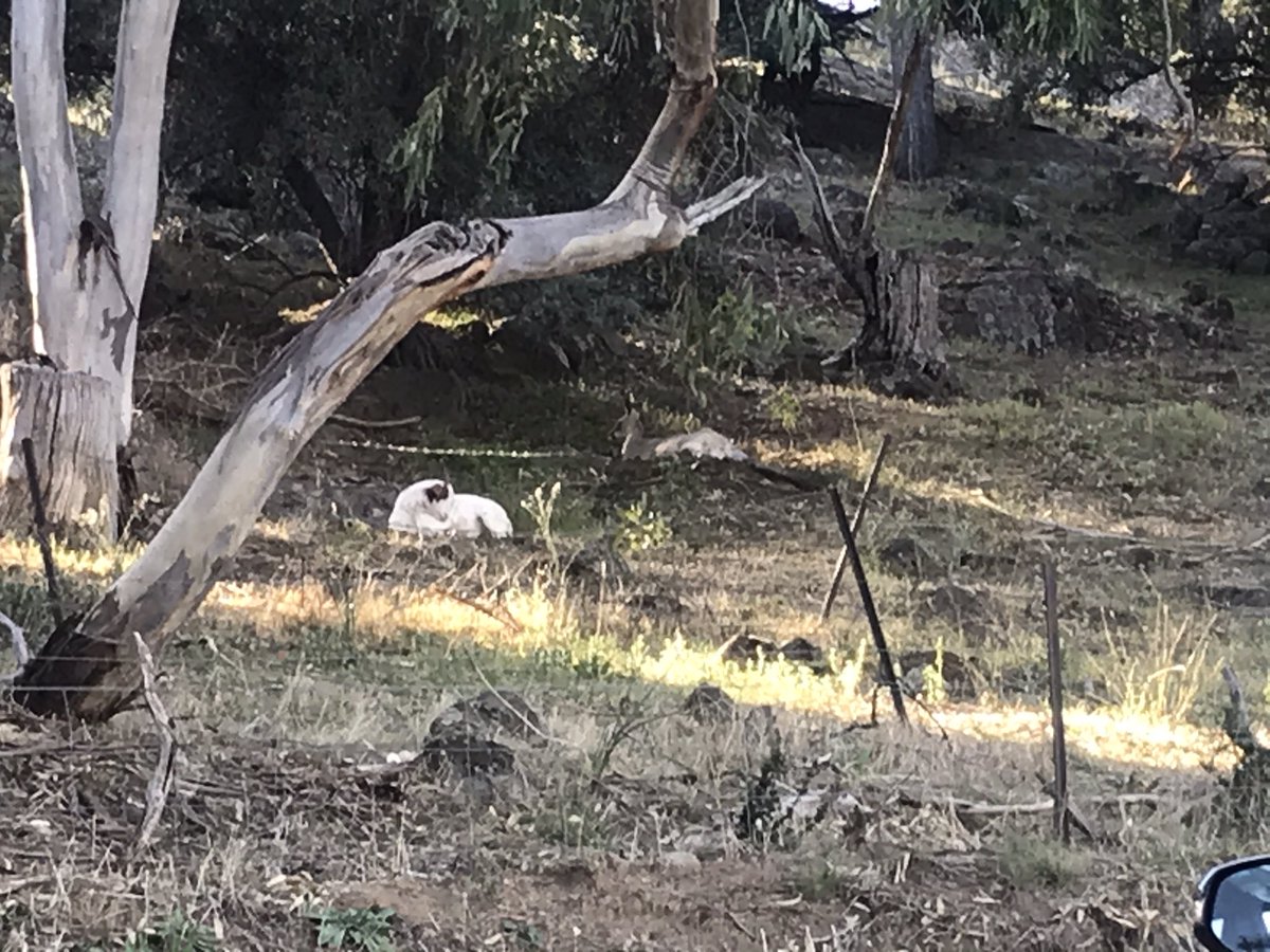 Dr Stephanie Watts-Fawkes tweet media