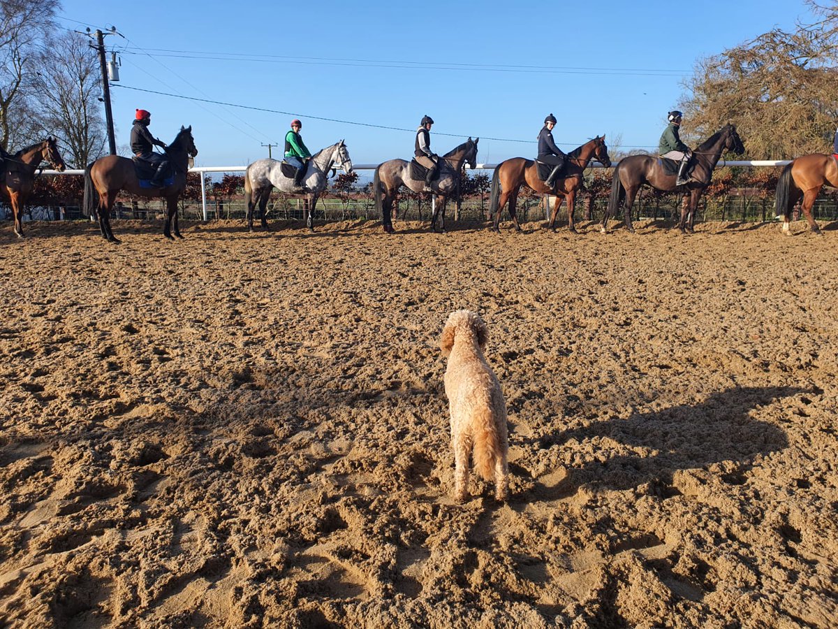 Happy 1st of March👌 With just under three weeks until #TheFlatIsBack assistant trainer Willow is keeping a close eye on preparations💪🤣 #MondayMotivation #JHRacing