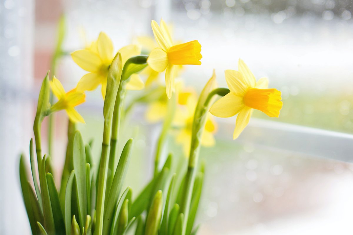OneVestaStreet's tweet photo. Dydd Gŵyl Dewi Hapus! 

Happy #StDavidsDay https://t.co/S4hasFo9Xw