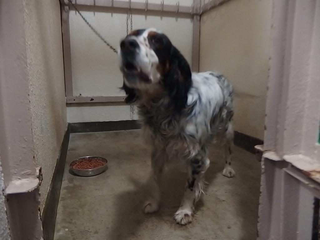 アイリッシュセッター犬