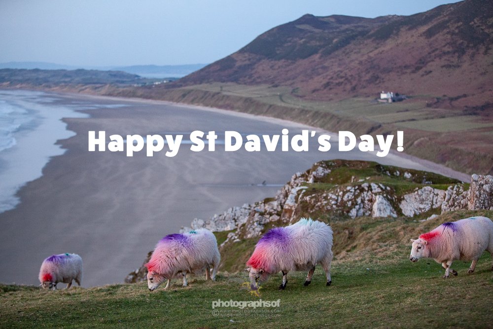 Photographsof's tweet image. 🏴󠁧󠁢󠁷󠁬󠁳󠁿 Happy St David's Day! 🌼
🏴󠁧󠁢󠁷󠁬󠁳󠁿 Dydd Gŵyl Dewi Hapus! 🌼

#StDavid #StDavidsDay #Wales