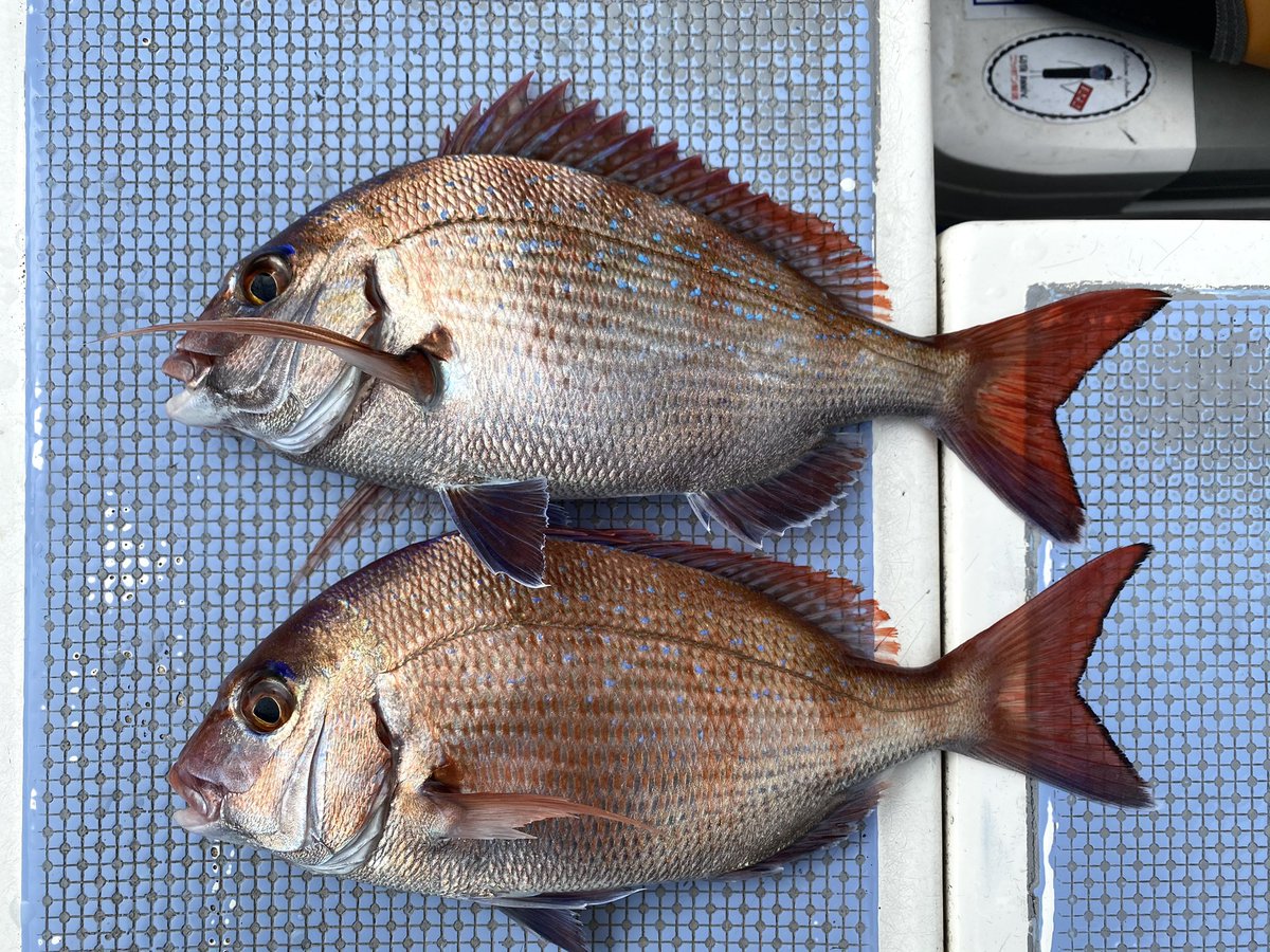 真鯛釣り 真鯛釣り