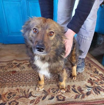 AnimalComms's tweet image. This lovely boy is being adopted from Romania. Currently called Basil by his foster family but wants to go back to his original name of Bozak or Zak so that is how he will be known from now on. #dogsoftwitter #dogs #dogsofinstagram #animalcommunication #rescuedog #RescueDogs