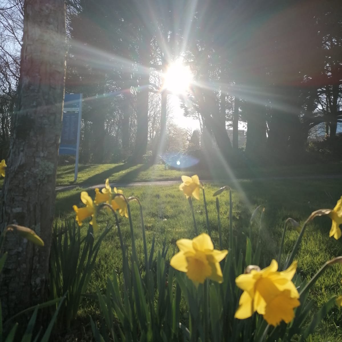info_specific's tweet image. 🏴󠁧󠁢󠁷󠁬󠁳󠁿Dydd Gŵyl Dewi Hapus | Happy #StDavidsDay! 

📷Our #solarsnaps normally feature on a Friday - but this was too well suited to today...

Thanks to Megan Chick @Technocamps for sending it in